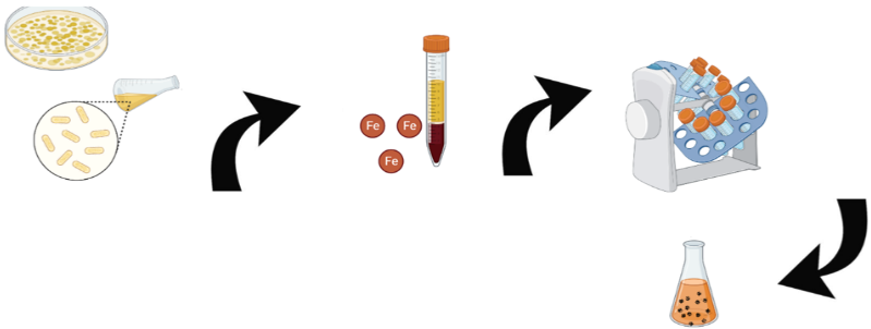 Figure 1: Synthesis of green-iron oxide nanoparticle.