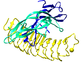 Figure 20: Figure illustrates structures that includes human FSH (made up of an alpha chain and a beta chain) and hormone-binding domain of the human receptor (FSHR).
