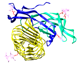Figure 22: Figure illustrates FSH is a glycoprotein hormone. Carbohydrate groups are attached to asparaine residues in both FSH and its receptors.