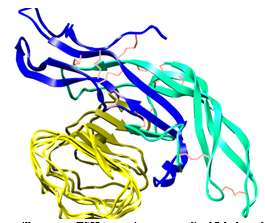 Figure 23: Figure illustrates FSH contains many disulfide bonds which help to hold the structure together.