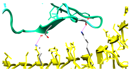 Figure 24: Figure illustrates Hydrogen bonds between oppositely charged residues are also called salt bridges. Two conserved aspartic acid residues in the FSH beta chain form salt bridges with two conserverd lysine residues in the receptor. The side chains of these four residues are color-coded by element (carbon, oxygen, nitrogen).