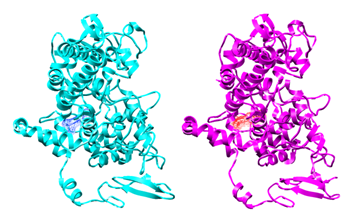 Figure 4: Figure illustrates flurbiprofen bound to COX-1 and COX-2 selective inhibitor SC-558 is bound to COX-2.