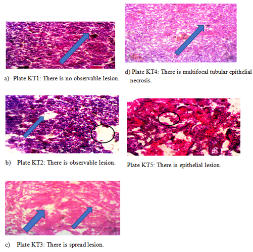 Figure 3: Effects of oxalic acid on kidney and health of O. niloticus (7 ±0.4g).
