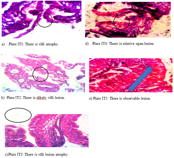 Figure 5: Effects of oxalic acid on intestine and health of O. niloticus (7 ±0.4g).