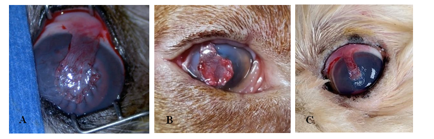 Figure 4: ** (A) Shih Tzu in the Immediate Postoperative Period, Showing a Pedicled Graft in the Central Cornea (LE). Note the Pinkish Graft. It is Possible to Observe Active Inflammation in the Epithelial Cornea and Intraocular Edema, Presenting a Cloudy and Bluish Cornea. (B) Hungarian Arm in the Immediate Post, with Pedicled Graft in the Paracentral Lateral Cornea (OD). Note the Active Episcleral Vessels and The Pinkish Graft. There is Edema in the Anterior Chamber. (C) Pekingese in the Immediate Post-Operative Period, Showing a Pedicled Graft in the Central Cornea (LE). Note the Pink Graft and Edema in the Anterior Chamber.