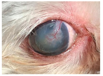 Figure 6: ** Dog with Pedicled Conjunctival Graft (OD) 3 Months after the Procedure for the Treatment of a Descemetocele. Anterior Chamber Intact, with No Active Inflammation or Edema. It is Possible to Observe the Graft From A Light to Transparent Color and Completely Adhered to the Cornea. Source: Personal Collection.