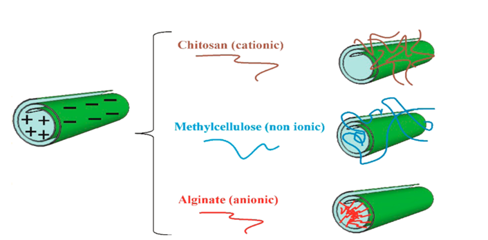 Figure 2: Structure of halloysite clay modified with various biopolymers [17].