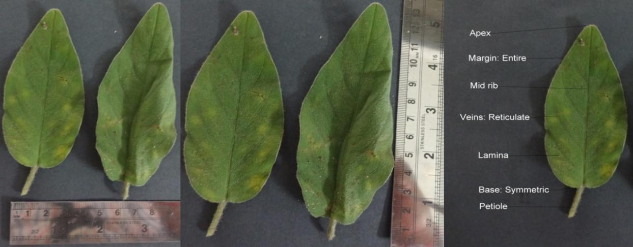 Figure 1: Morphological characteristics of Argyreia pilosa Wight & Arn.