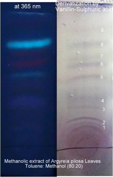 Figure 6: TLC Chromatographic profile of Methanolic extract of A. pilosa Wight & Arn.