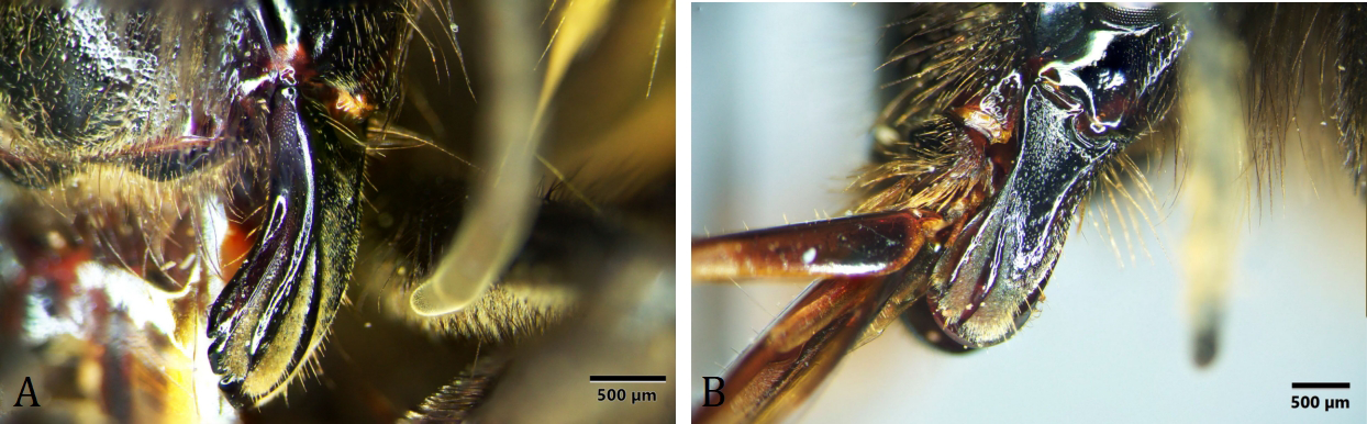 Figure 2: Mandibles of B. digressus (A) and B. ephippiatus (B).