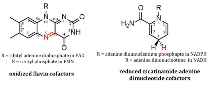 Figure 1: Ring Numbering of Flavin and Nicotinamide Cofactors Redox states are shown as they occur in the resting FMOs and reactive atoms are highlighted in red. Please note that the stereochemistry of hydride transfer in reductions by NAD(P)H is enzyme dependent and only one hydride ion is transferred to the substrate.