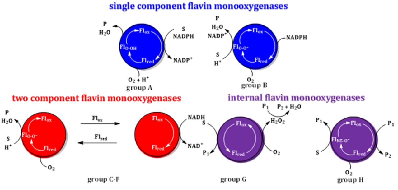 Figure 3: The earliest and most extensively studied type of FMOs catalyze both half reactions within the same protein that is encoded by a single gene. These are referred to as single component FMOs, form C4a-oxygen adducts in their oxidative half reactions and are highlighted in blue in the figure. Single component FMOs are reduced by NAD(P)H which either acts as a substrate (Group A) or remains tightly bound throughout the catalytic cycle acting as an effector molecule (Group B) [8].