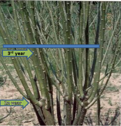 Figure 4: Pruning operation to increase branch numbers.