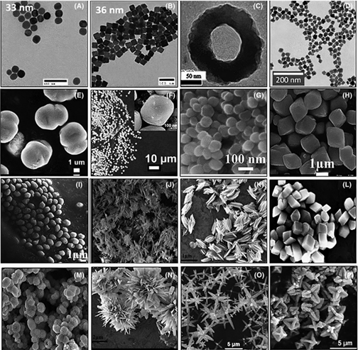 Figure 1: (A-D) TEM image of SPIONs: (A) spherical 27, (B) cubic 27, (C) nanoring 25, (D) flower-like 25; (E-P) SEM image of SPIONs: (E) mushroom-like particles 15, (F) cube-like particles 15, (G) plate-shaped particles 14, (H) rhombohedral shaped superstructures 14, (I) ellipsoid like 3D superstructures 14, (J) Nanorod 24, (K) Nano husk 24, (L) Distorted cubes 24, (M) Porous spheres 24 and (N) Self-oriented flowers 24, (O) star-shaped hexapod 26, (P) concave octahedrons 26 [9].