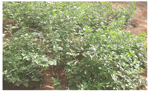 Figure 1: Herb morphology of DTWr-1 at Central Gujarat.