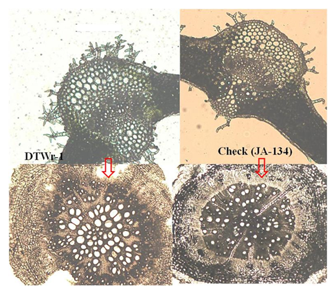 Figure 2: Dissimilarity in leaf (trichomes) and root sections cuttings.