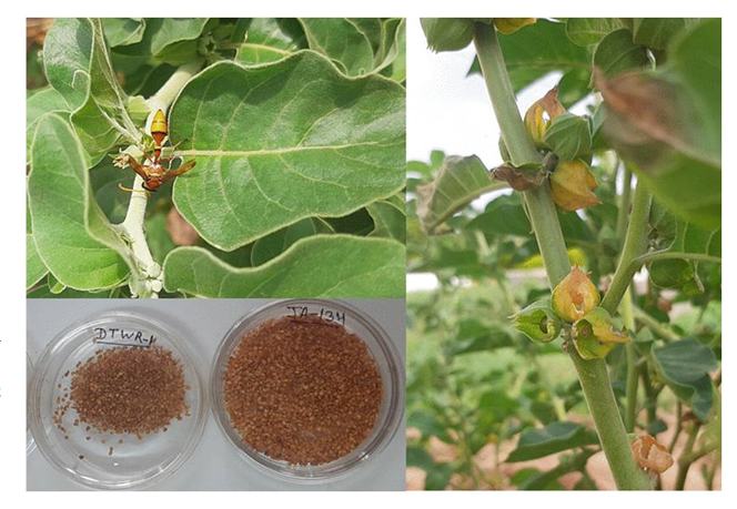 Figure 3: Pollinator Yellow Paper Wasps and damaged berries by Red vented Bulbul in DTWr-1 The fruit/berry of DTWr-1 is red in color at full maturity (Figure 4), smooth, and small (5-6 mm in diameter), enclosed in the inflated calyx which reaches more than 14-17 mm diameter, globose and slightly 5-angled. ‘DTWr-1’ generally has four to six berries set at one node and maximum of six to seven berries per node. Seeds are 2.0-2.5 mm in diameter.