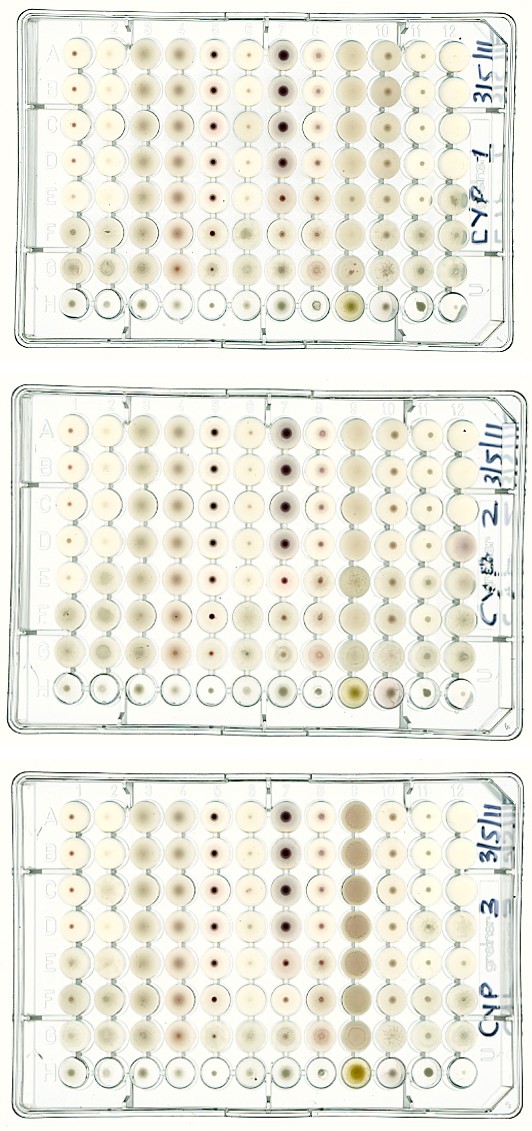 Figure 2: Cypermethrin replicates scans (a: Replicate 1, b: Replicate 2 and c: Replicate 3).