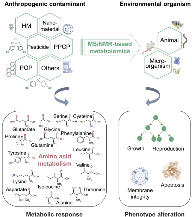 Figure 10: The relationship between anthropogenic pollutants and environmental organisms, the common mechanism of ecological toxicity to animals and microorganisms [53].