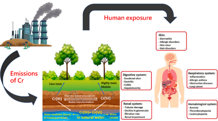 Figure 3: The routes of environmentally exposure of Cr of humans and other organism [9].