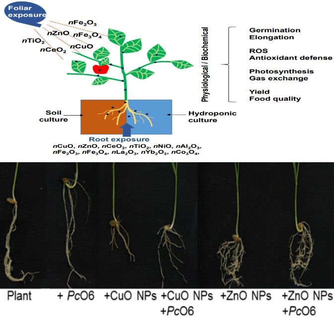 Figure 7: (A) The influence of metal oxide nano sized particles on land plants [30], (B) Effect of CuO and ZnO nano sized particles on root growth in wheat [23].
