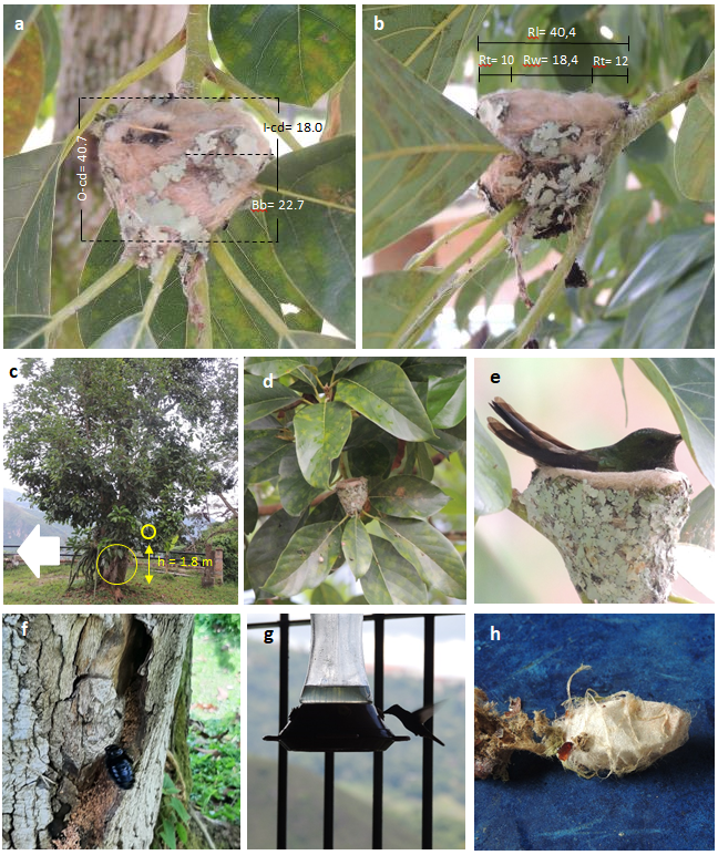 Figure 1: Copper-rumped Hummingbird Saucerottia tobaci feliciae nest measures (mm): a, front view; b, back view. Nomenclature: Outer-cup depth (O-cd); Inner-cup depth (I-cd); Base-bed (Bb); Cup-rims thickness (Rt); Cup-rim length (Rl); Cup-rim wide (Rw); c, nest support plant, an avocado tree Persea americana. The small circle indicates the hummingbird´s nest site (h =height from the ground) whereas large circle the bumblebee nest position, 1.5 m apart. The white arrow shows the route direction toward the artificial feeder, 10 m apart; d, the nest under an arrangement of leaves (roof); e, motionless female incubating hidden under the roof; f, the bumblebee nest entrance with an insect arriving; g, female feeding at the artificial feeder; h, remains of the moth cocoon used by the hummingbird as material to build its nest. Photos: C. Verea.