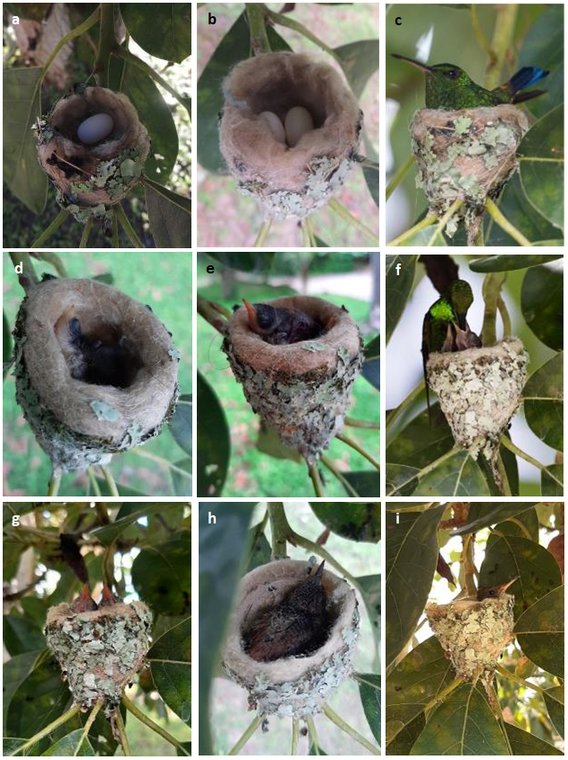 Figure 2: Copper-rumped Hummingbird Saucerottia tobaci feliciae nesting sequence: a, first egg 02 September 2021; b, second egg 04 September 2021; c, female incubating; d, hatching day 20 September 2021; e, nestlings on the 9th day; f, female feeding the nestlings (day 12); g, nestlings on the 14th day; h, one nestling remains in nest (day18); i, nestling on the 21st day, two days before left the nest. Photos: C, O. Hernández; F, E. Pescador; others, C. Verea.