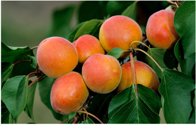 Figure 1: A picture of Prunus armeniaca fruits courtesy of https://www.alamy.com/stock-photo/prunus-armeniaca.html These phytochemicals have shown efficacious and safe biological activity. Biological activities such as antimicrobial, inhibitory activity against several enzymes, cardioprotective, anti-inflammatory, antinociceptive, antimutagenic as well as antioxidant activity have been demonstrated. Prunus armeniaca has been utilized in oriental medicine to treat diseases such as leprosy, asthma, leukoderma, bronchitis, constipation, emphysema and nausea [4-6]. However, the data on scientific studies to reveal the efficacy, safety and chemical composition of the Prunus armeniaca is not available.