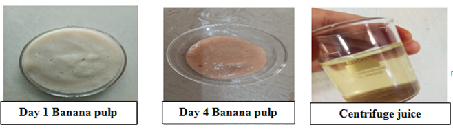 Figure 1: Fermentation view.