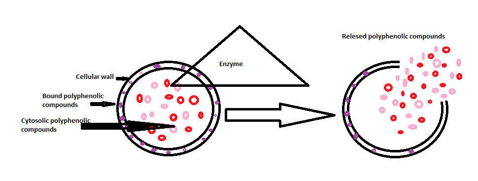 Figure 4: Schematic representation of enzyme-assisted extraction.