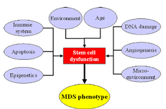 Figure 7: Stem cell dysfunction: In myelodysplastic syndrome pathogenesis, the stem cell dysfunction play a key role in center of the clonal hematopoietic stem cell disorder [30].