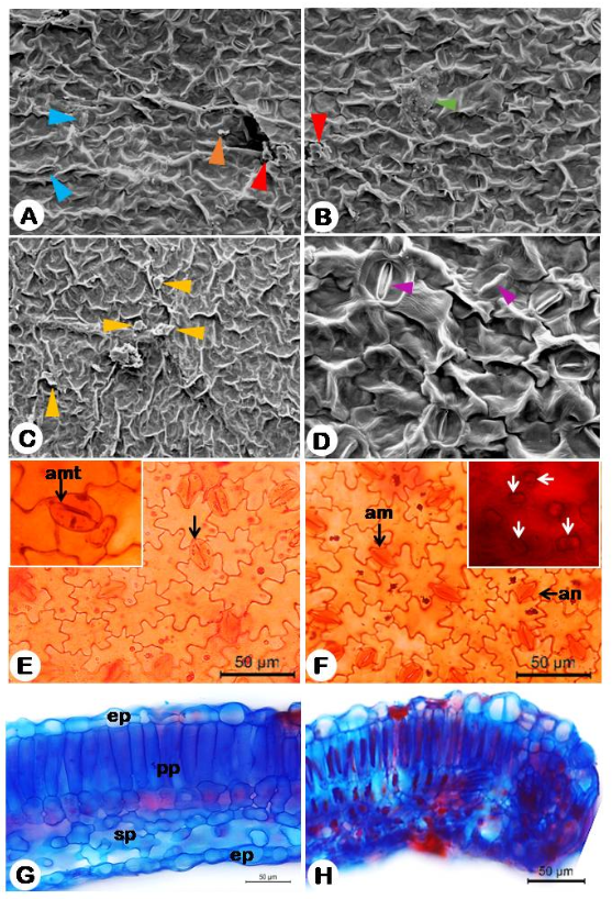Figure 1: Leaf epidermis of Nicandra phisalodes observed by scanning electron microscopy (SEM) and light microscopy (LM). A-D: Epicuticular waxes: A. Epidermal surface showing granules (orange arrow), smooth layers covering stomata(blue arrow) and fissured layers (red arrow); B. crusts (green arrow) and fissured layers (red arrow); C. membrane platelets (yellow arrow); D. Detail of the epidermis highlighting open and closed stomata (purple arrow); E. adaxial surface showing anomotetracytic stomata (amt), F. Abaxial surface evidencing anisocytic (an), anomocytic (am) and prismatic crystals (arrow); G. Dorsiventral heterogeneous mesophyll showing epidermis ep), paliçadic parenchyma (pp), spongy parenchyma (sp); H. Rounded board fledged leaf to the abaxial face.