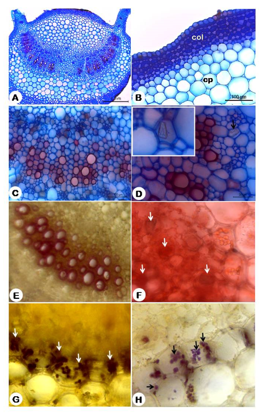Figure 3: Anatomy and histochemistry of the petiole of Nicandra physalodes. A. General view of petiole showing winged biconvex shape; B. detail of the cortical region highlighting the angular collenchyma (col) and cortical parenchyma (pc); C. Detail of the vascular system showing phloem (ph) and xylem (xy); D. Detail of the parenchyma and phloem region showing prismatic crystals (cp)arrow. E-H. Histochemical tests: E. Positive reaction for acid floruglucine, showing lignified xylem; F. Proteins in the vascular region (arrow); G. Positive reaction to alkaloids in endoderm; H. Starch grains in the endodermis.