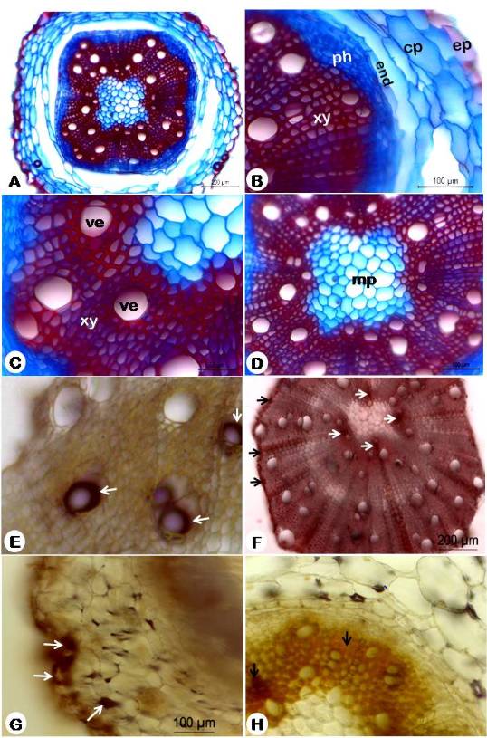 Figure 5: Anatomy and histochemistry of Nicandra physalodes root. A. Overview of root showing circular shape; B. Detail of the cortical and vascular region showing uniseriate epidermis (ep), cortical parenchyma (pc), endoderm (end), xylem (phloem) and xylem (xy); C. Detail of the xylem showing vessel elements (ev); D. Detail of the central region showing reduced pith (mp); E-H Histochemical tests: E. Test with acidic phloruglucine showing elements of lignified xylem; F. Proteins being evidenced in the perivascular region of the xylem, xylem rays and points close to the medulla (arrow); G. Phenolic compounds highlighted in the root epidermis and cortical parenchyma (arrow); H. Positive reaction for alkaloids in the root xylem (arrow).