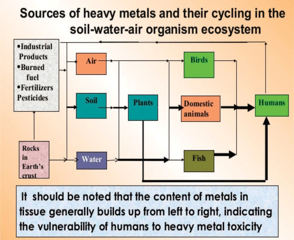 Figure 3: A schematic diagram showing the source of heavy metals and their cycle in the aquatic ecosystem [29].