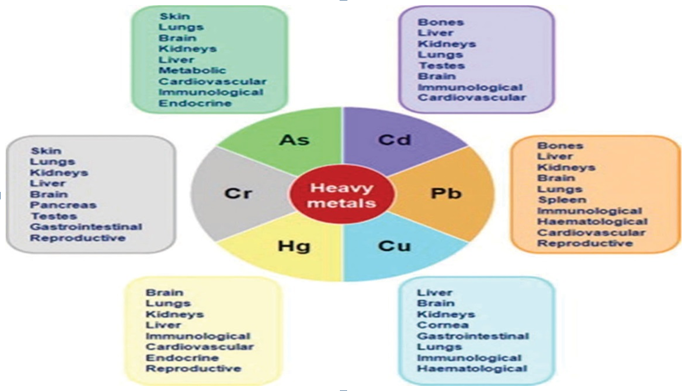 Figure 4: Schematic diagram showing the role of heavy metals in the different tissues in fish [45].