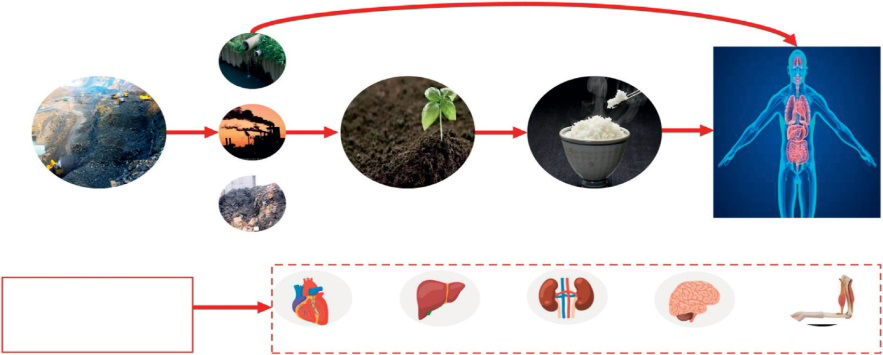 Figure 8: Sources of heavy metals and its hazard to the human body [129].