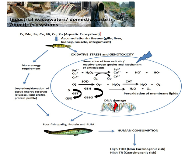 Figure 9: Illustrates the impact of heavy metal-loaded industrial waste on general health of fish and fish consumers [130].