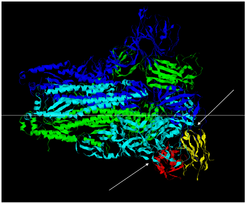 Figure 10: Binding of the It28 antibody with the Spike protein of HKU1 virus. The heavy and light chains of It28 antibody (red and yellow) binds to chain A and chain B (light and dark blue) of the Spike protein of HKU1 virus.