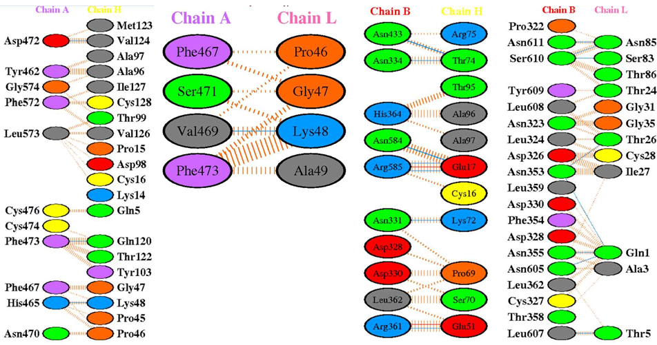 Figure 12: Details of the interactions between heavy and light chains of the It28 antibody with the amino acids of the A and B chains of the Spike protein of HKU1 virus that includes hydrogen bonds and salt bridges.