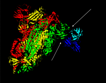 Figure 2: The interaction between the human antibody (PDB ID: 7BWJ) and the Spike protein of Wuhan Isolate (6VXX). The light and heavy (light blue and dark blue) antibody chains interacting with chain C of Spike protein (light green).