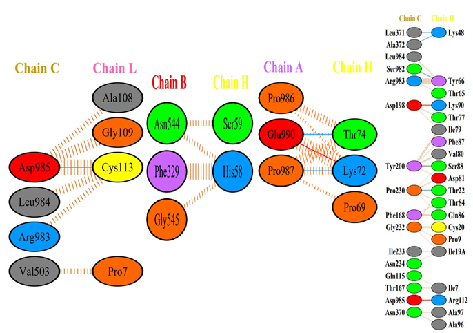 Figure 6: Details of the interactions among the amino acid groups (chains A, B, and C) of Spike protein of the Omicron variant with the amino acids of the heavy and light chains of the It28 antibody.