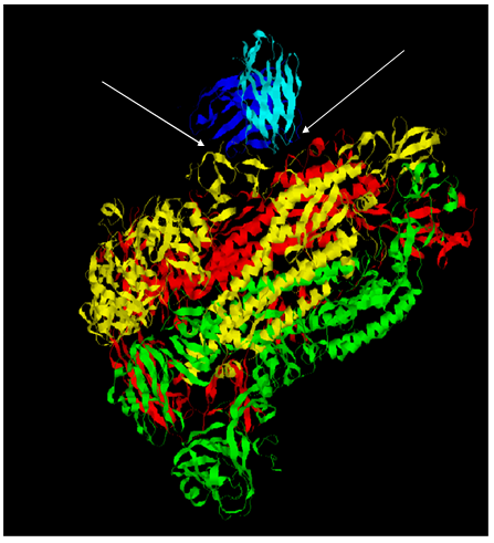 Figure 7: Binding of the heavy and light chains of the It28 antibody (dark blue and light blue) with the chain C and B of the Spike protein of Delta variant. This indicates that the antibody efficiently targets the cave-like region near the B-chain of the Spike protein of this variant.