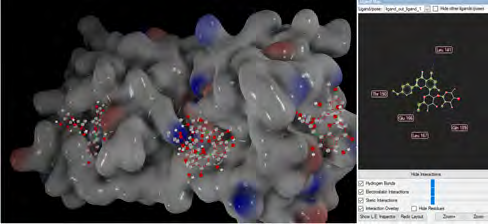 Figure 4: Representation of Margaritene molecule at the active site of 6LU7 in molecular docking.