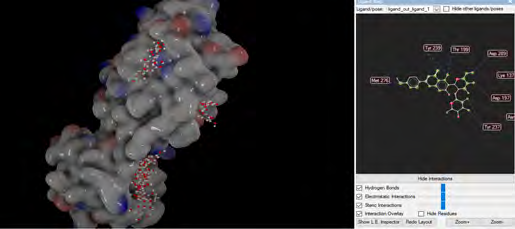 Figure 6: Representation of Isomargaritene molecule at the active site of 6LU7 in molecular docking.