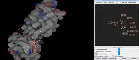 Figure 7: Representation of (R)-5,3’-Dimethyl hesperidin molecule at the active site of 6LU7 in molecular docking.