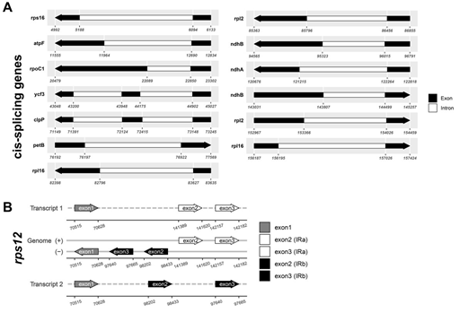 Figure 4: The cis- and trans- splicing genes in the _B. diaphana_ cp genome. A. The cis-splicing genes in the _B. diaphana_ cp genome. The gene names are shown on the left, and the gene structures are on the right. The exons are shown in black; the introns are shown in white. The arrow indicates the sense direction of the gene. B. The trans- splicing gene rps12 in the _B._ _diaphana_ cp genome. Two of them are duplicated as they are located in the IR regions.