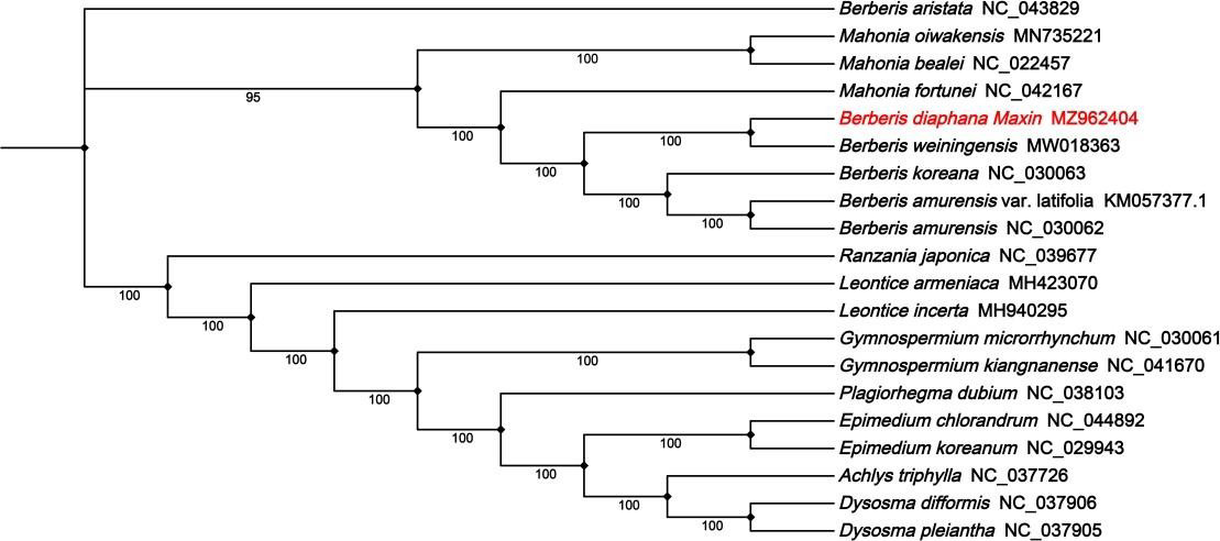 Figure 7: The Neighbor-Joining phylogenetic tree for the chloroplast genome sequences of B. diaphana and 19 related species.