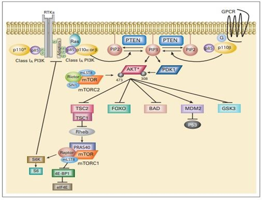 Figure 12: The phosphatidylinositol 3-kinase (PI3K) signaling cascade. PI3K signaling impacts on cell growth, survival, and metabolism. Arrows represent activation, while bars reflect inhibition. A negative feedback loop has been described from the downstream target S6 kinase (S6K) to the adaptor protein IRS-1. RTK, receptor tyrosine kinase; GPCR, G-protein coupled receptor; P, phosphate; G, G protein; PTEN, phosphatase and tensin homolog; IRS-1, insulin receptor substrate 1; eIF4E, eukaryotic initiation factor 4E; S6, ribosomal S6 protein; PIP2, phosphatidylinositol 4,5-bisphosphate; mTORC2, rapamycin (mTOR) – containing protein complex 2. (*) p110 alpha, beta, or delta
