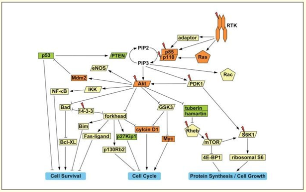 Figure 13: The PI3K-Akt signaling pathway involved in human cancer.
